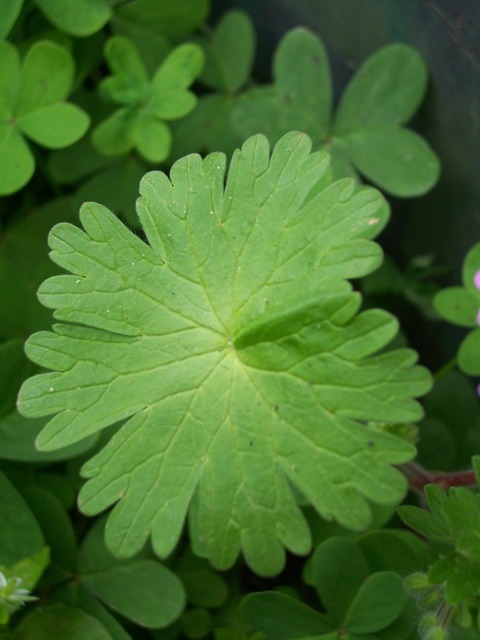 Geranium molle